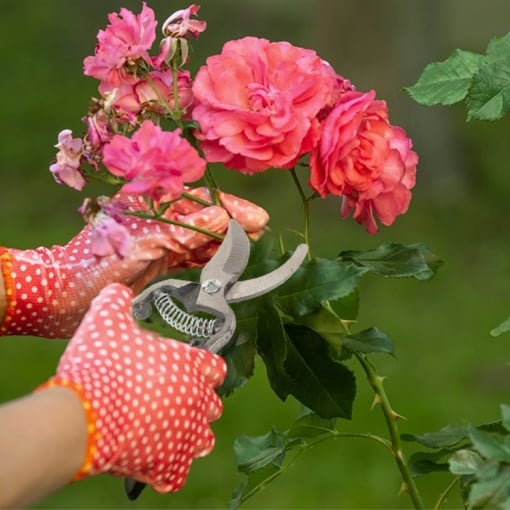 Foarfecă de grădină pentru ramuri